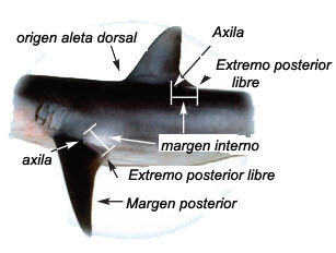 Dibujo Carcharhinidae